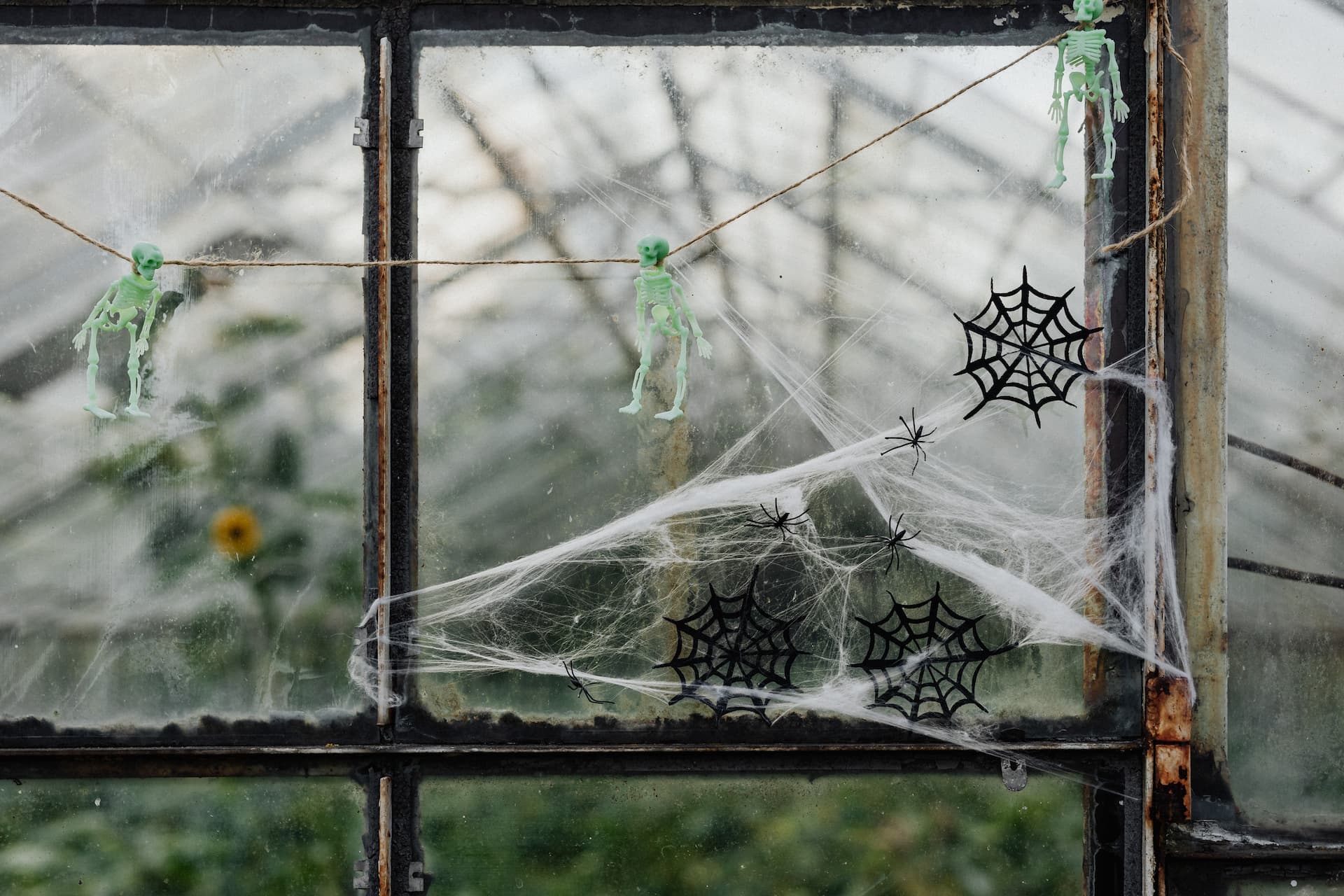 Calaveras y telarañas decorando una ventana en Halloween